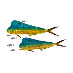 Maui Fish Printing