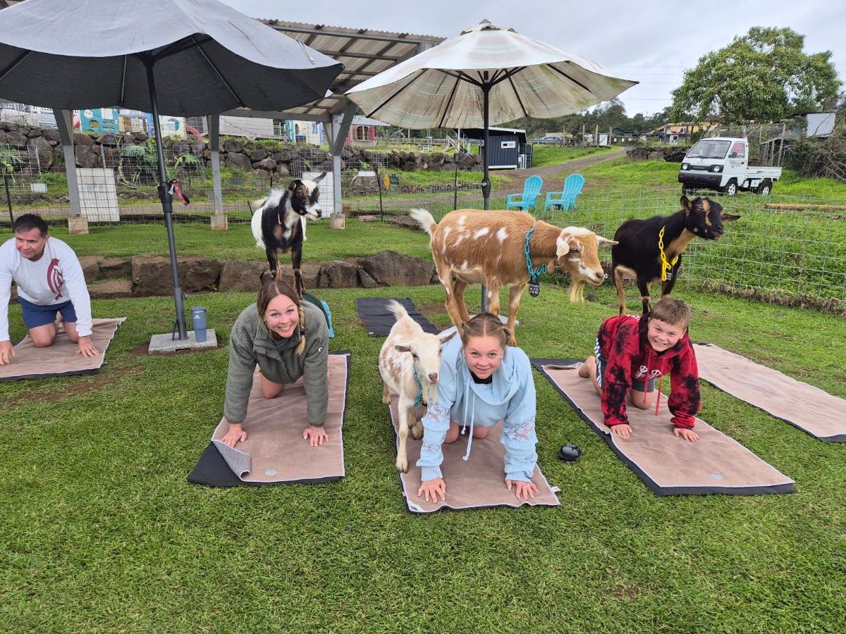 Maui Goat Yoga - Maui’s Pioneering Goat Yoga Experience - #1 Rated, Award Winning!