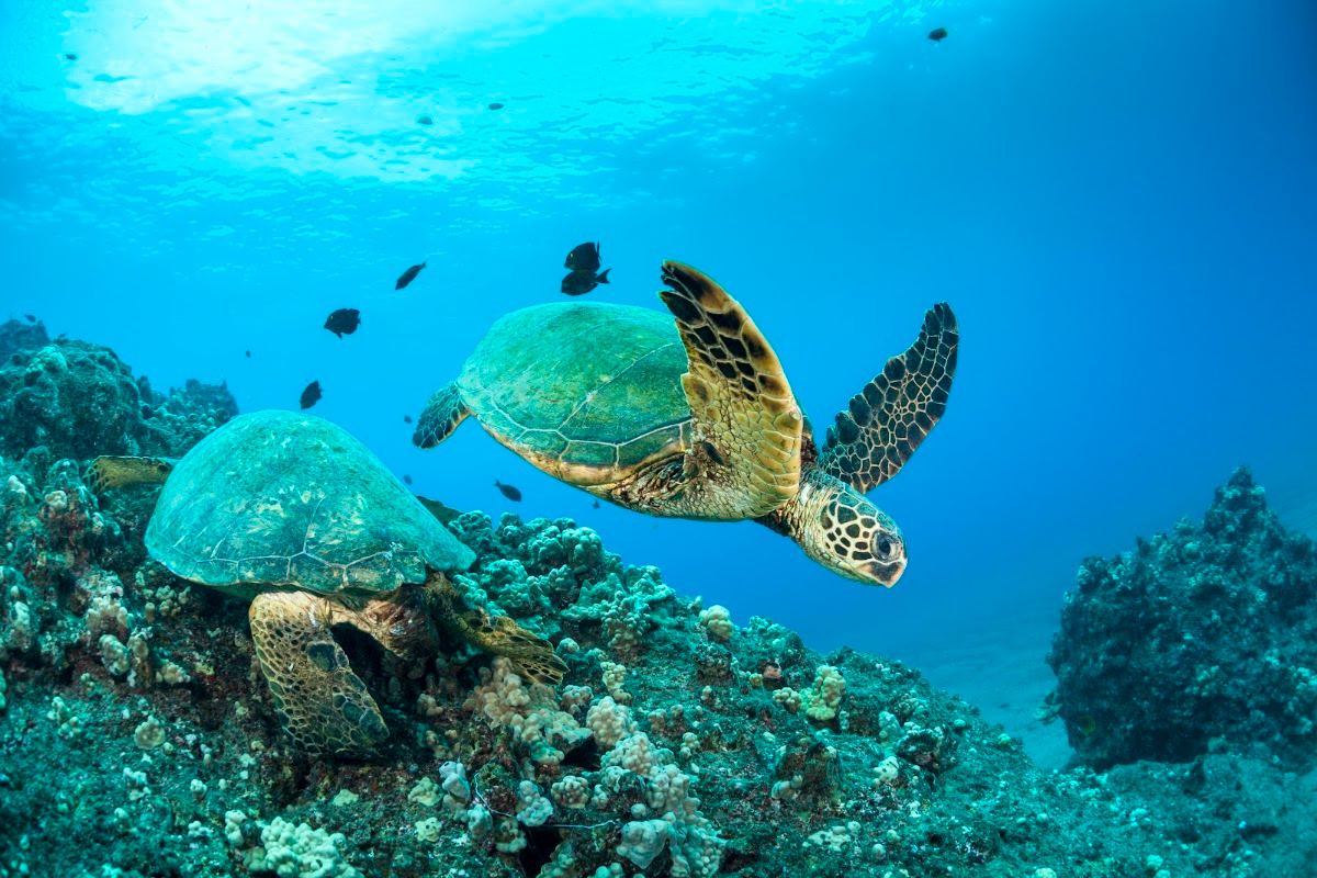 Maui Magic Molokini Snorkel Tour