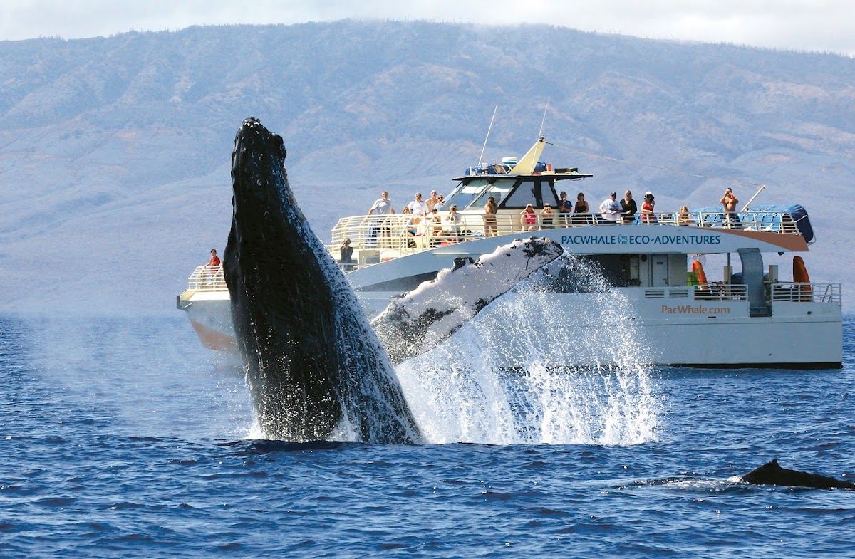 PacWhale Eco-Adventures