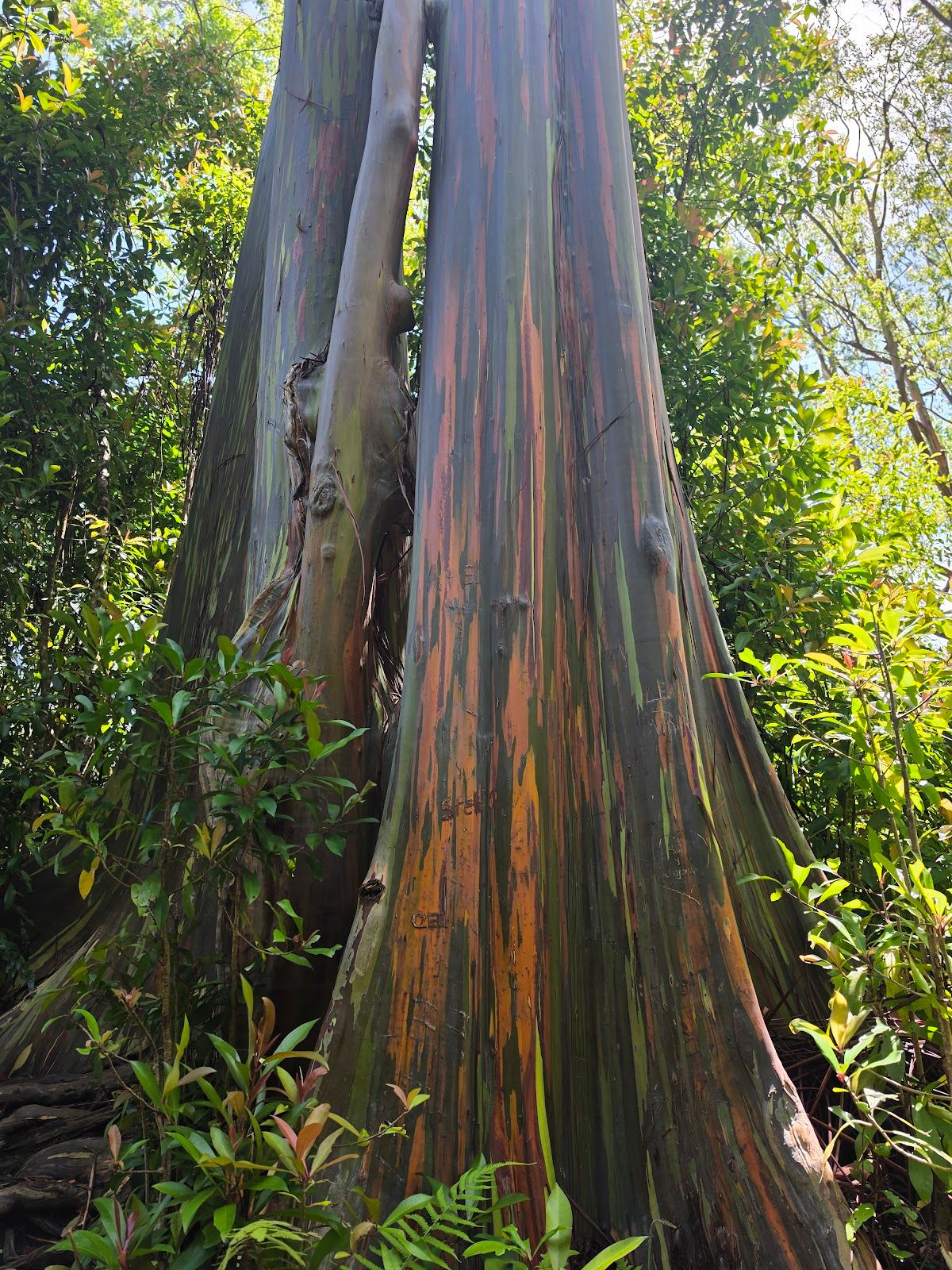 SAN Rainbow Tree