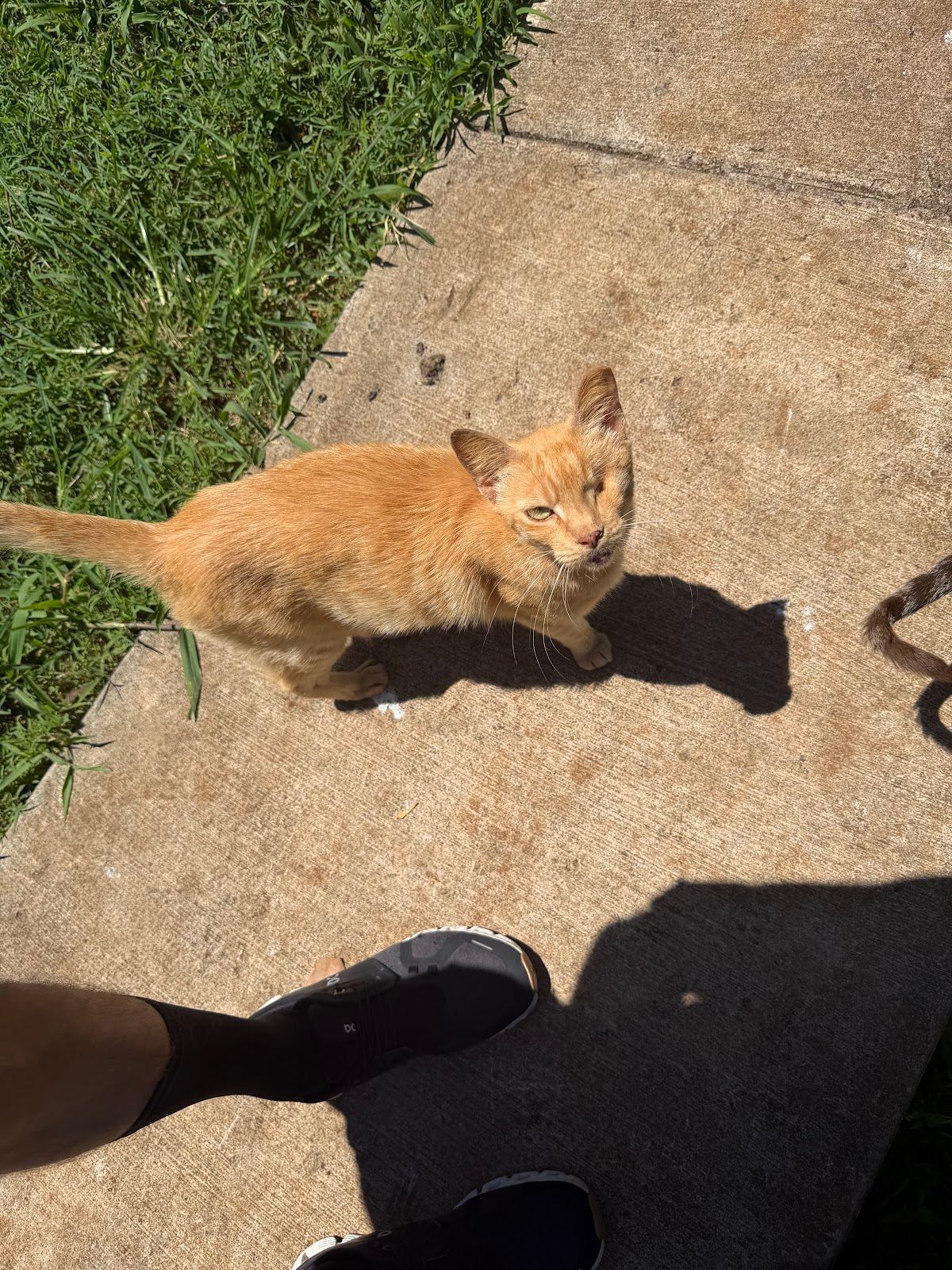 Surf Cat Ranch - Maui Cat Sanctuary