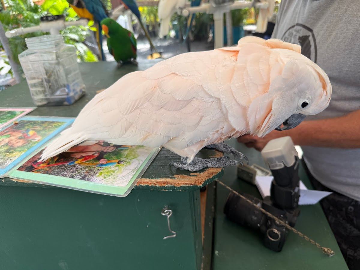 The Birdstand