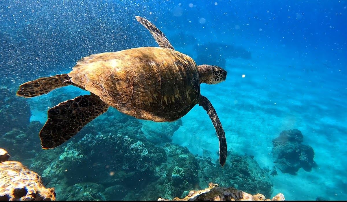 Turtle Town