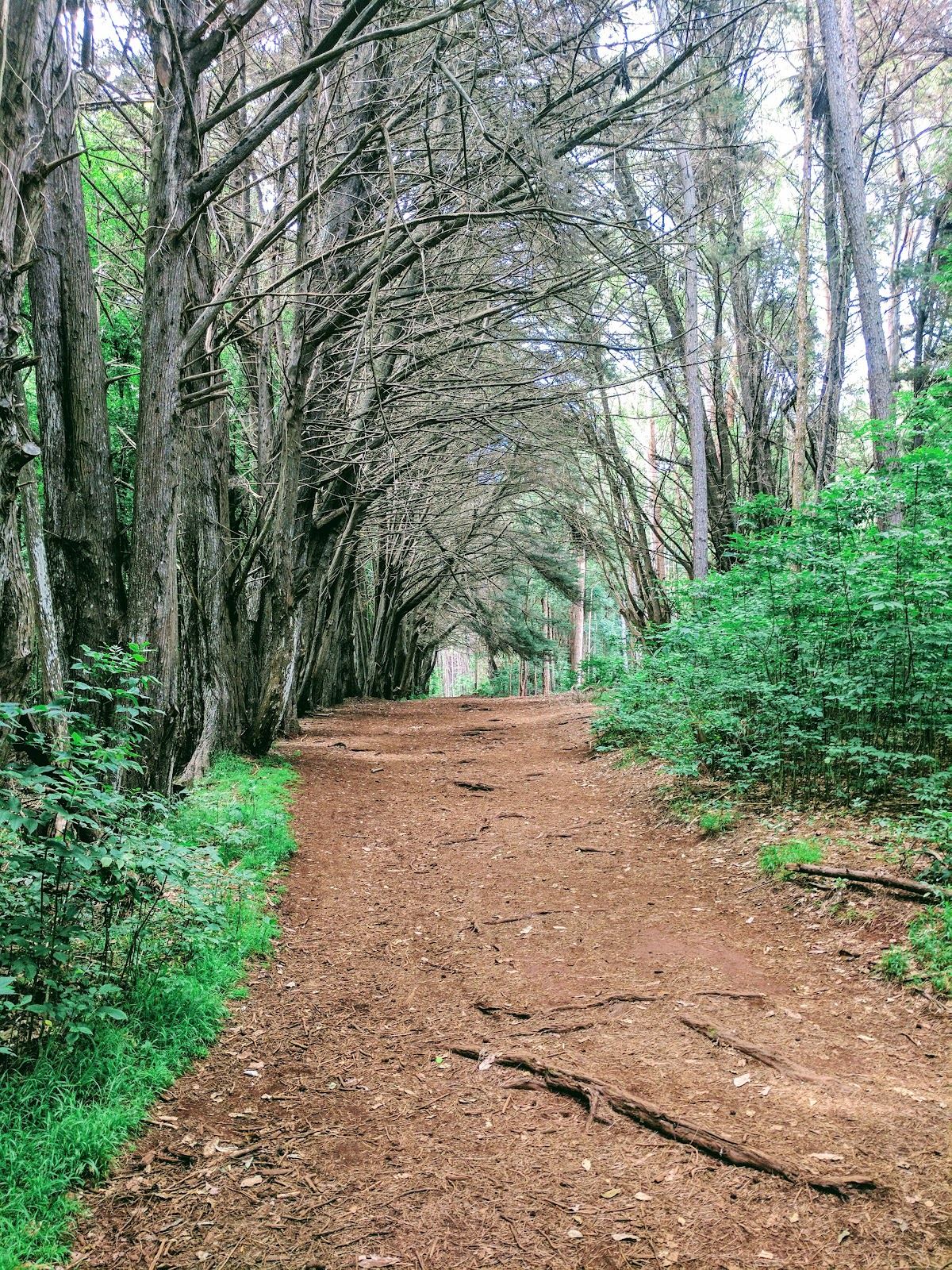 Waihou Spring Forest Reserve