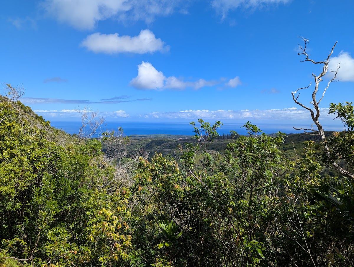 West Maui Forest Reserve