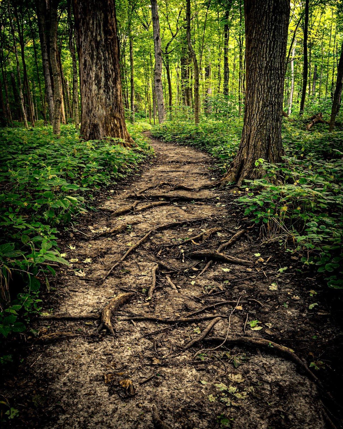 Funks Grove Nature Preserve
