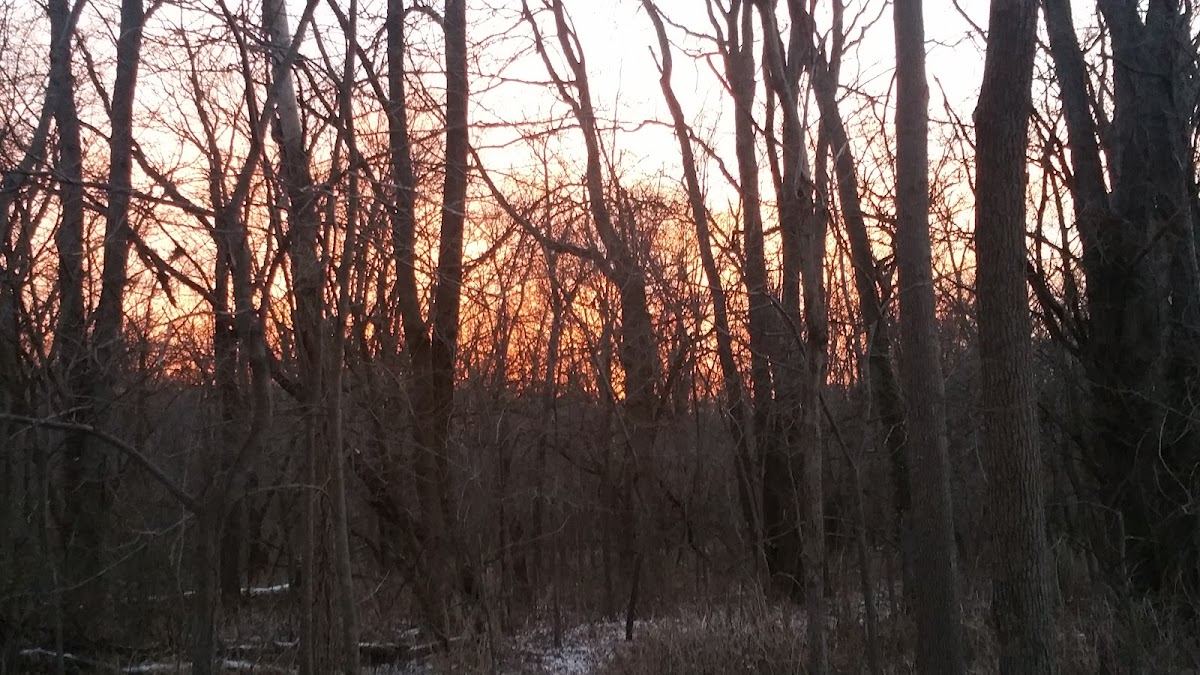 Howard Virgin Timber Park