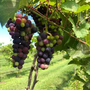 Stone House Vinyards