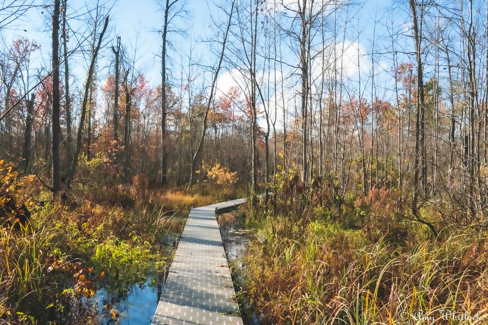 Beanblossom Bottoms Nature Preserve - Sycamore Land Trust