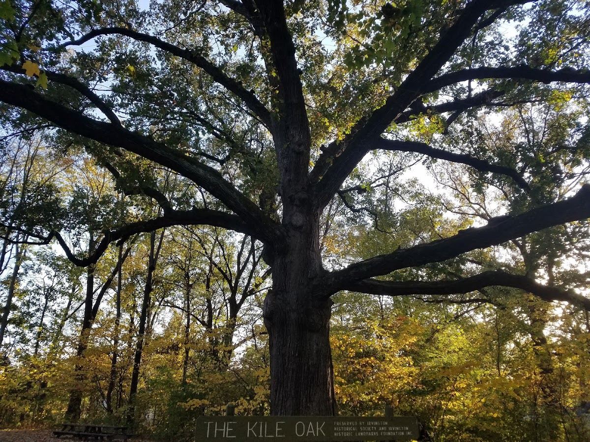 The Kile Oak