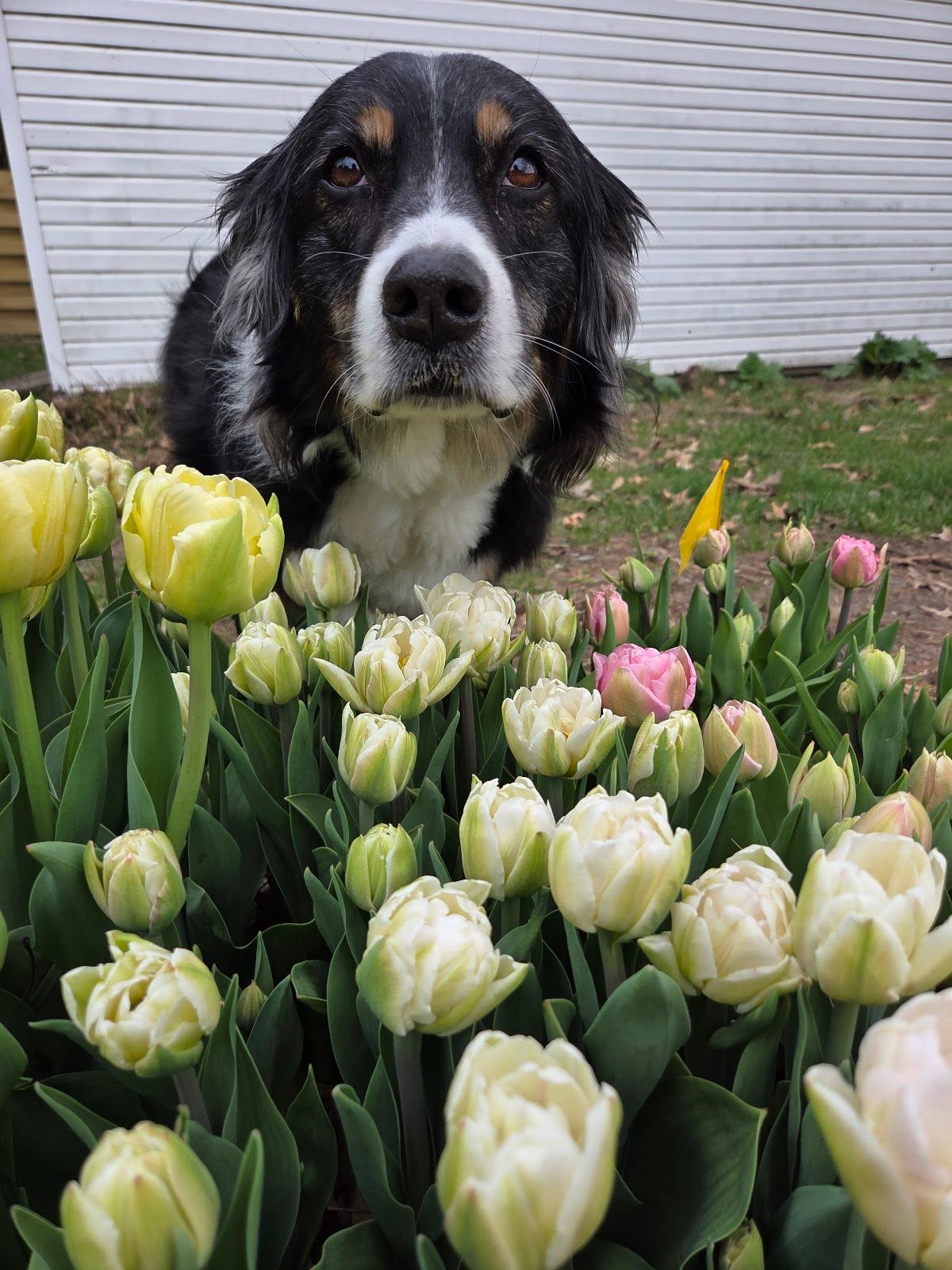 Wit and Grit Flowers