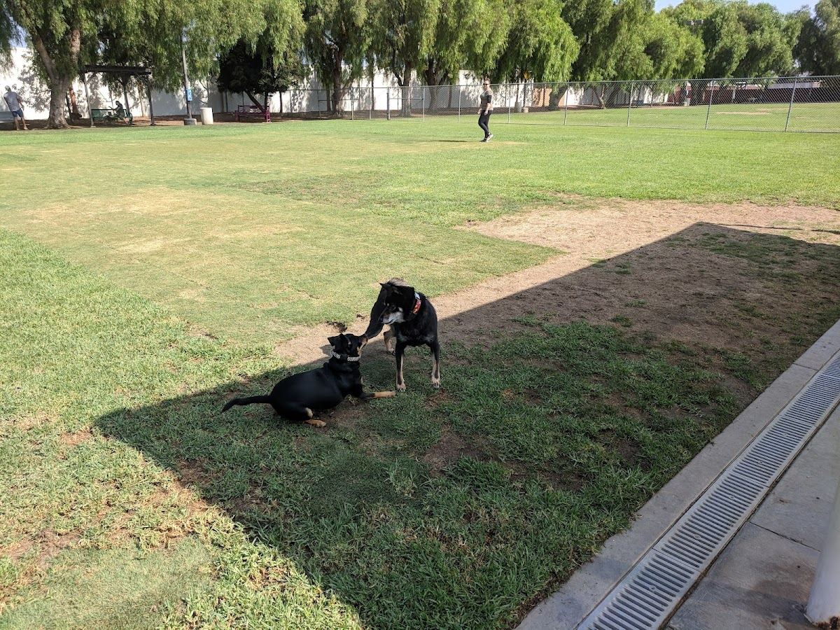 Irvine Central Bark