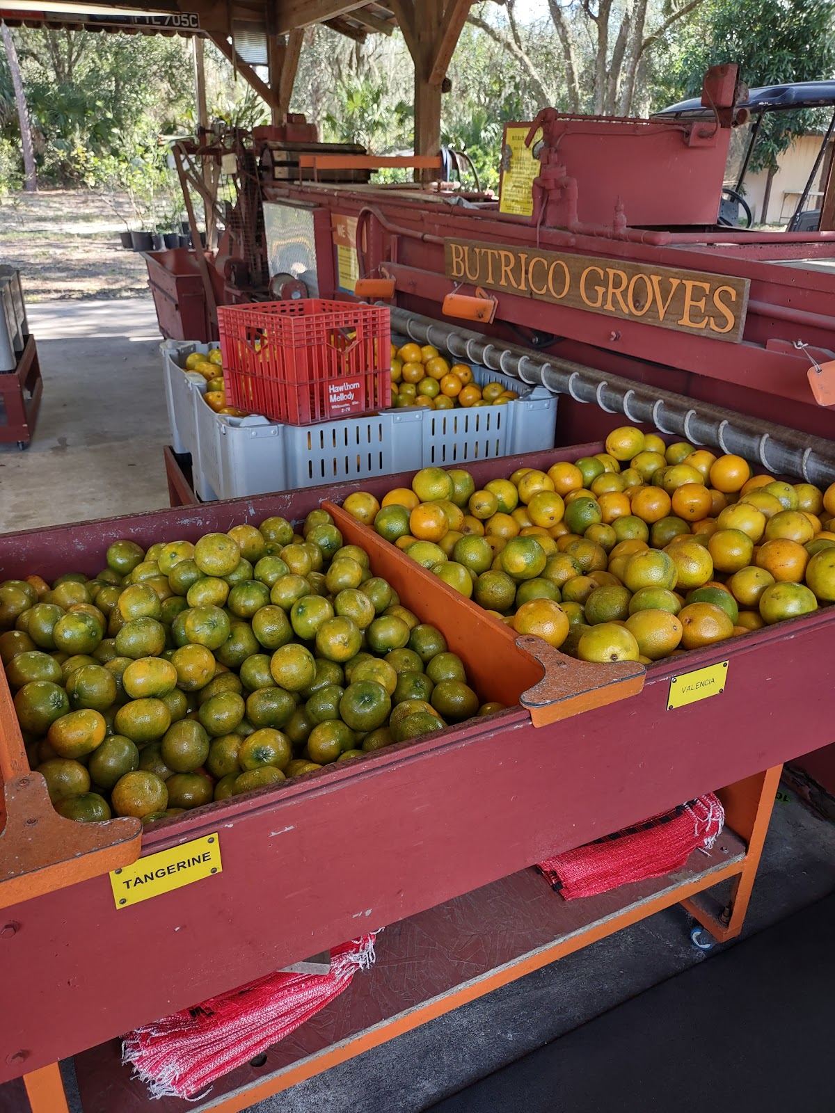 Butrico Groves Orange Grove