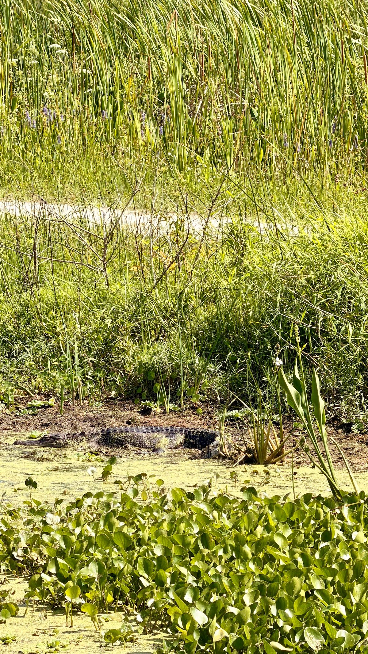 Cypress Boardwalk