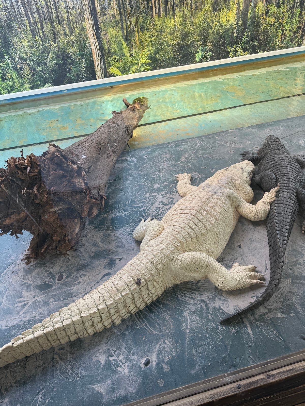 Gator Jumparoo