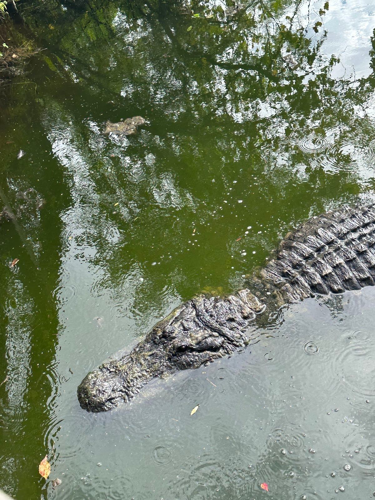 Gator Pool