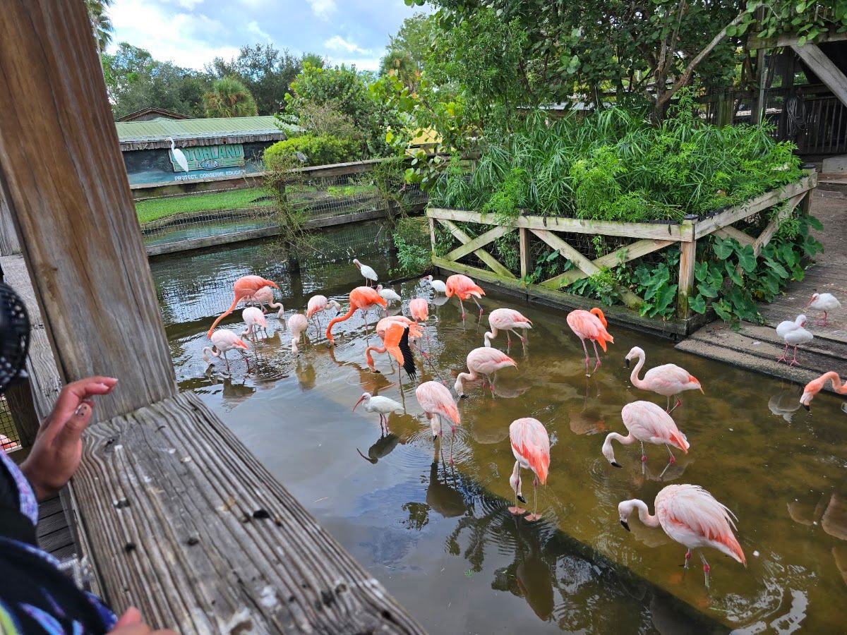 Gatorland Aviary