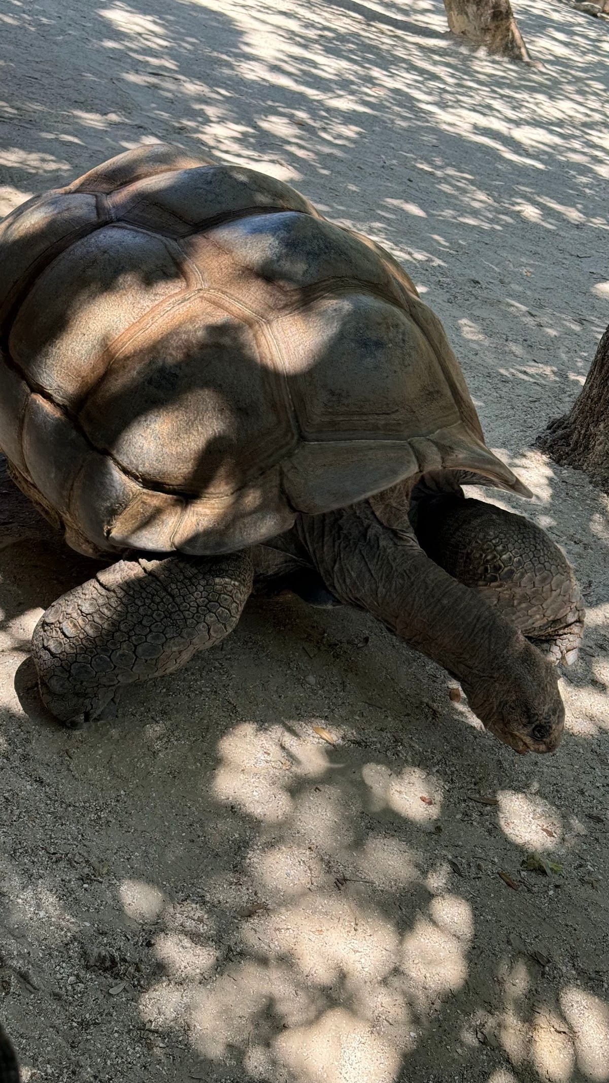 Giant Tortoise