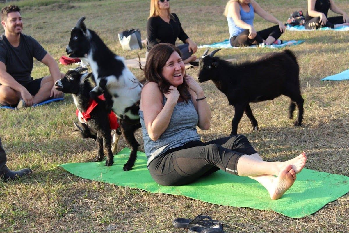 Goat Yoga at Dancing Moon