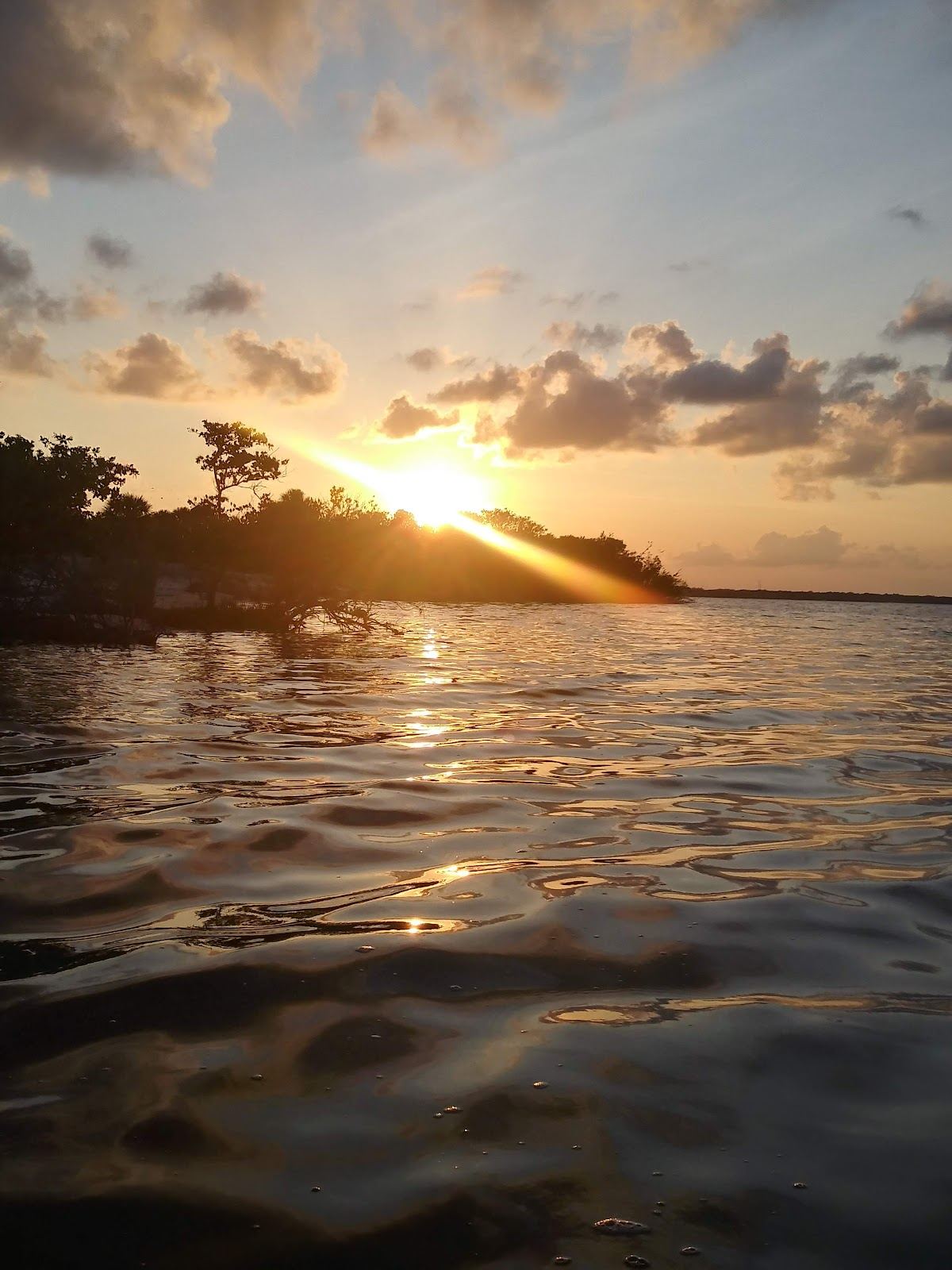 Horseshoe Crab Island