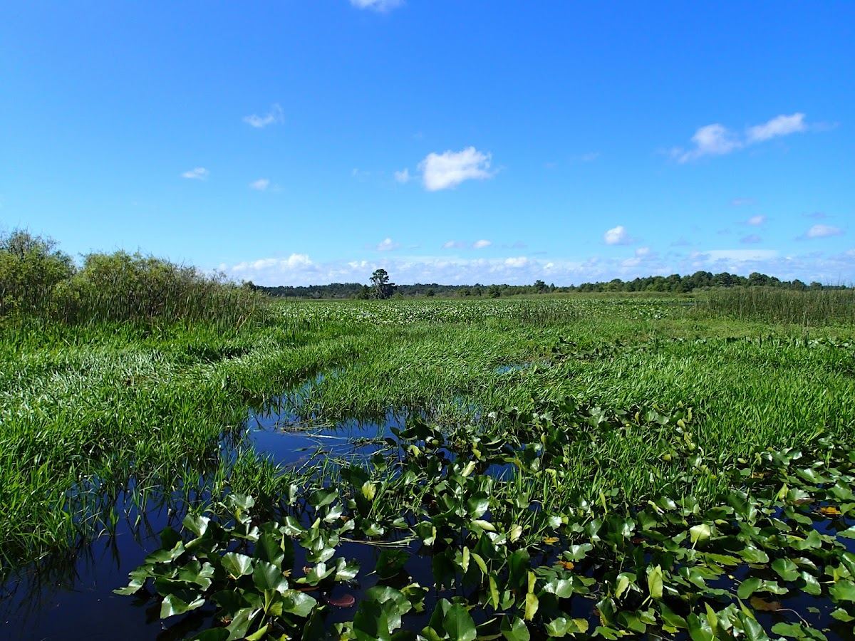 Kissimmee Chain of Lakes Area Wildlife Management Area - Drasdo