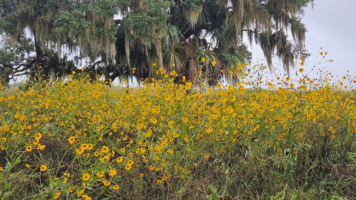 Lake Jesup Conservation Area