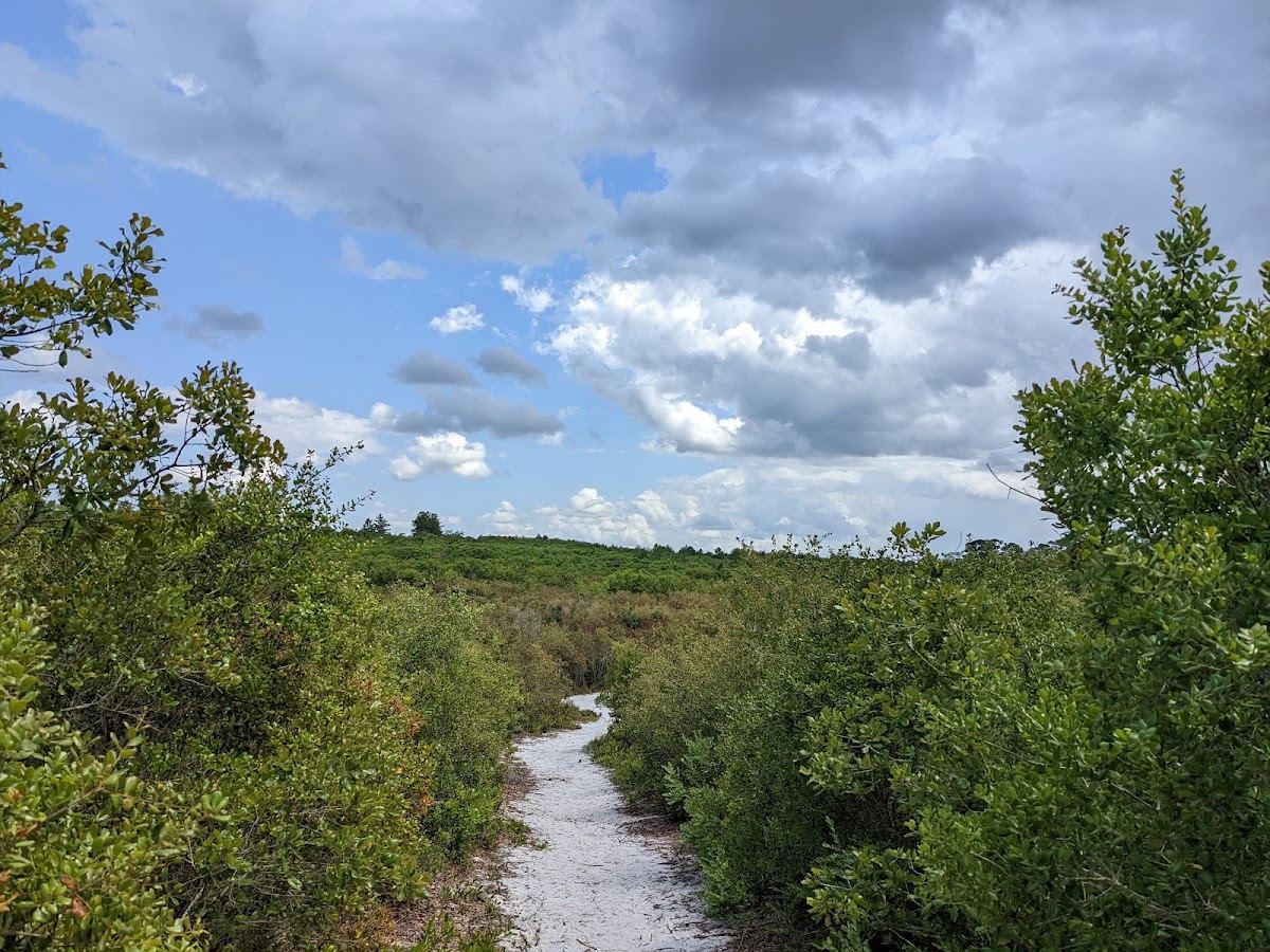 Lyonia Preserve