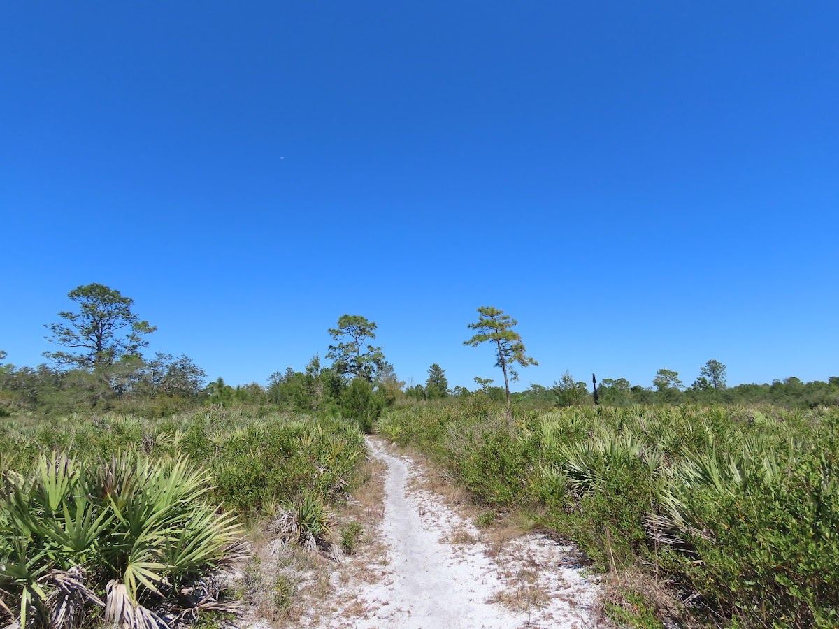 North Buck Lake Scrub Sanctuary