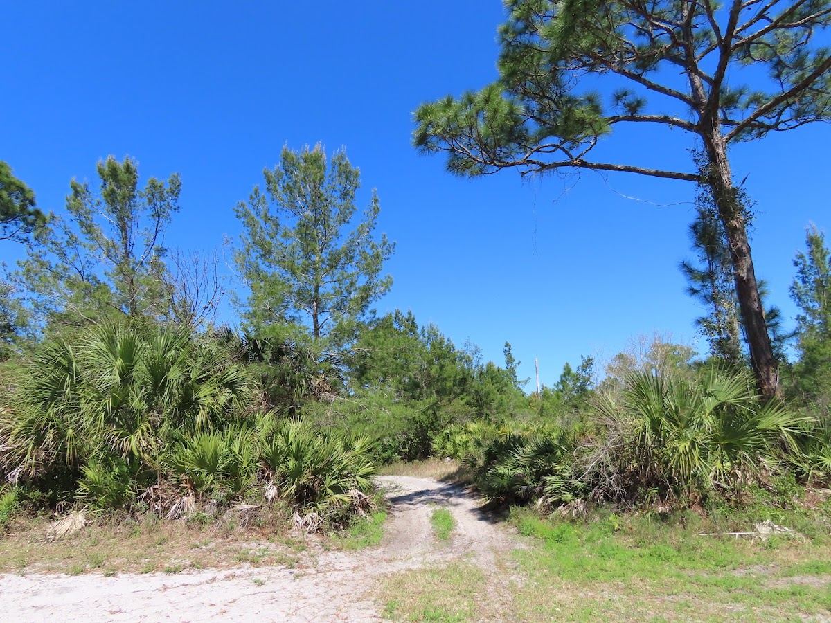 Scottsmoor Flatwoods Sanctuary West