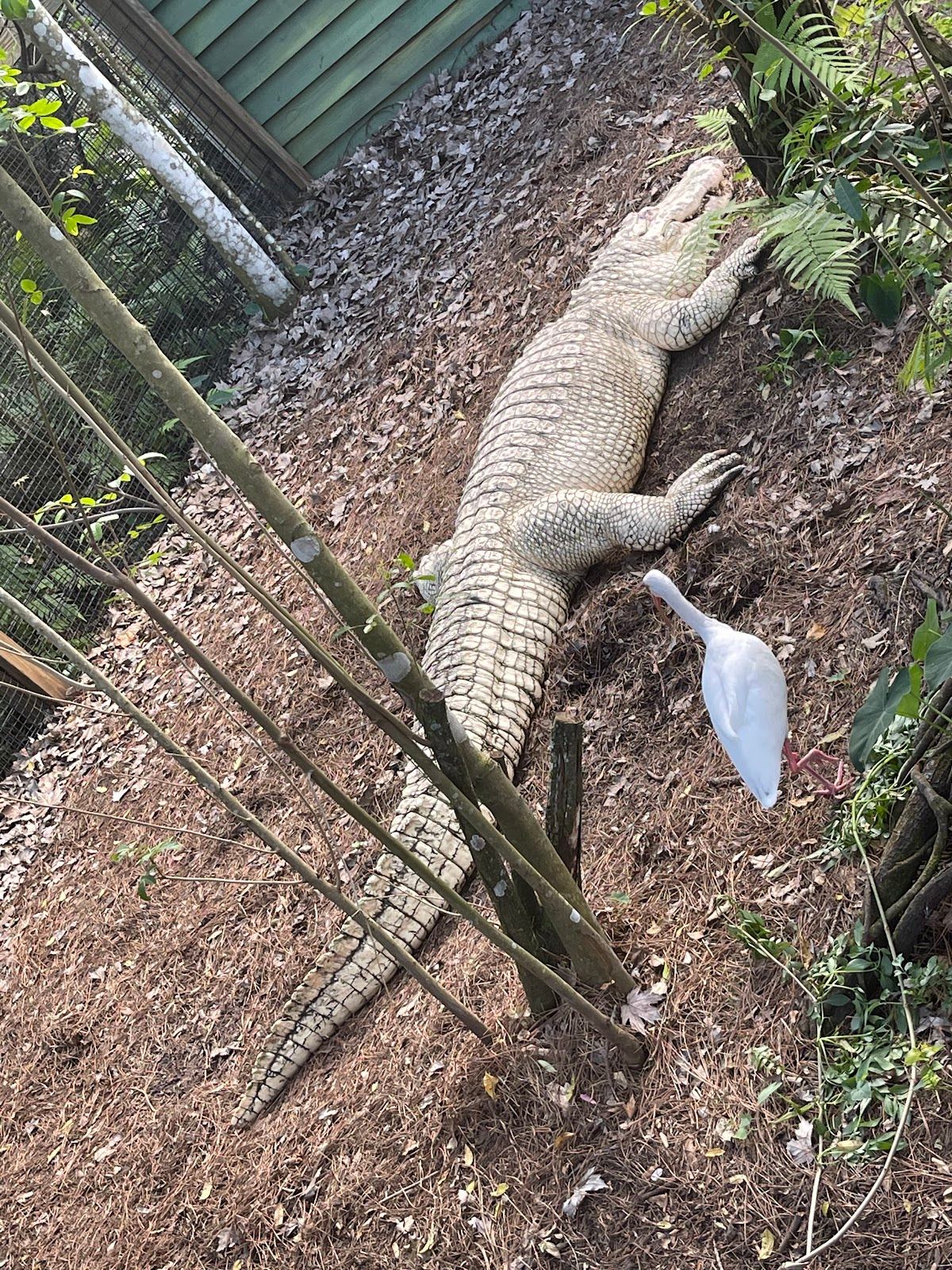 White Gator Swamp