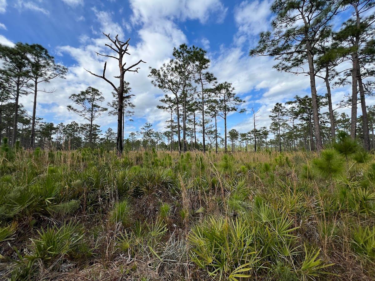 Wiregrass Prairie Preserve