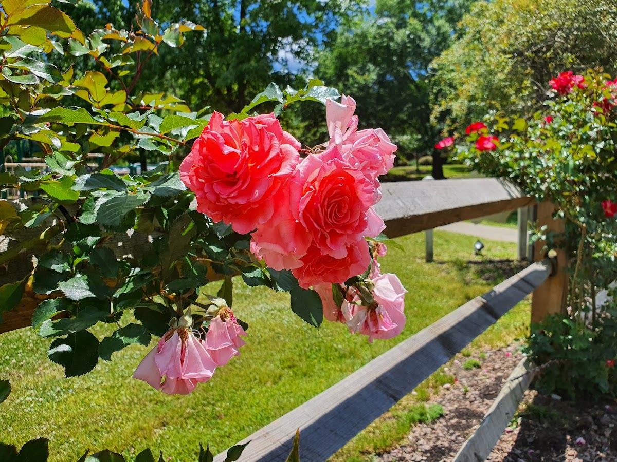 Gene Strowd Community Rose Garden