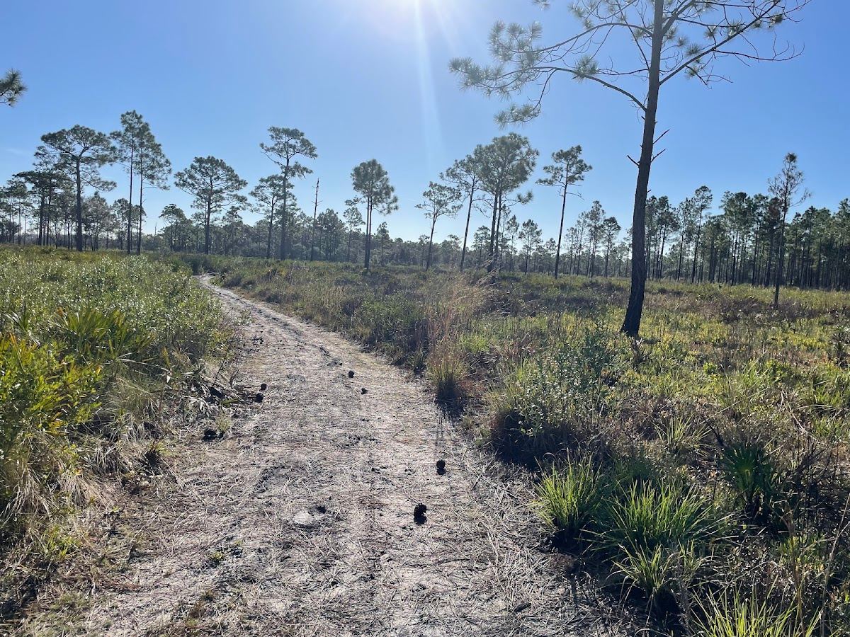 Isle of Pine Preserve Trailhead