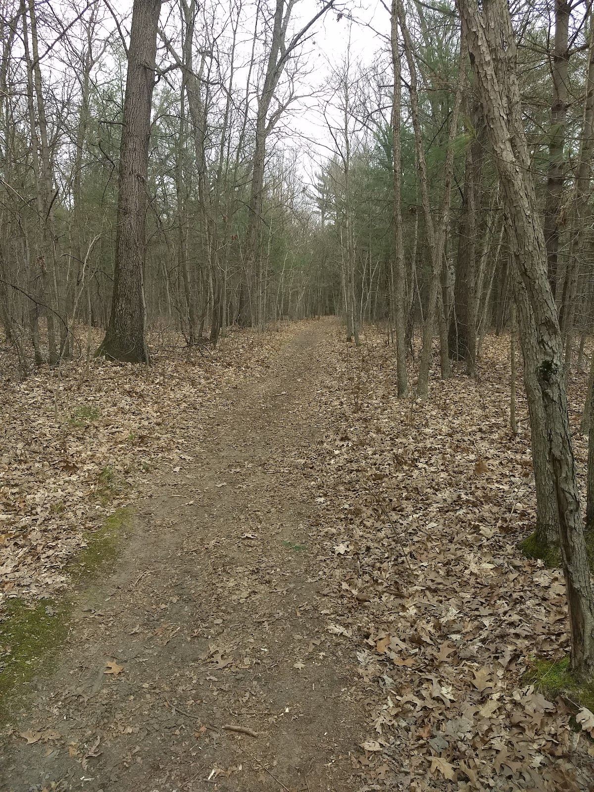 Robinson Forest