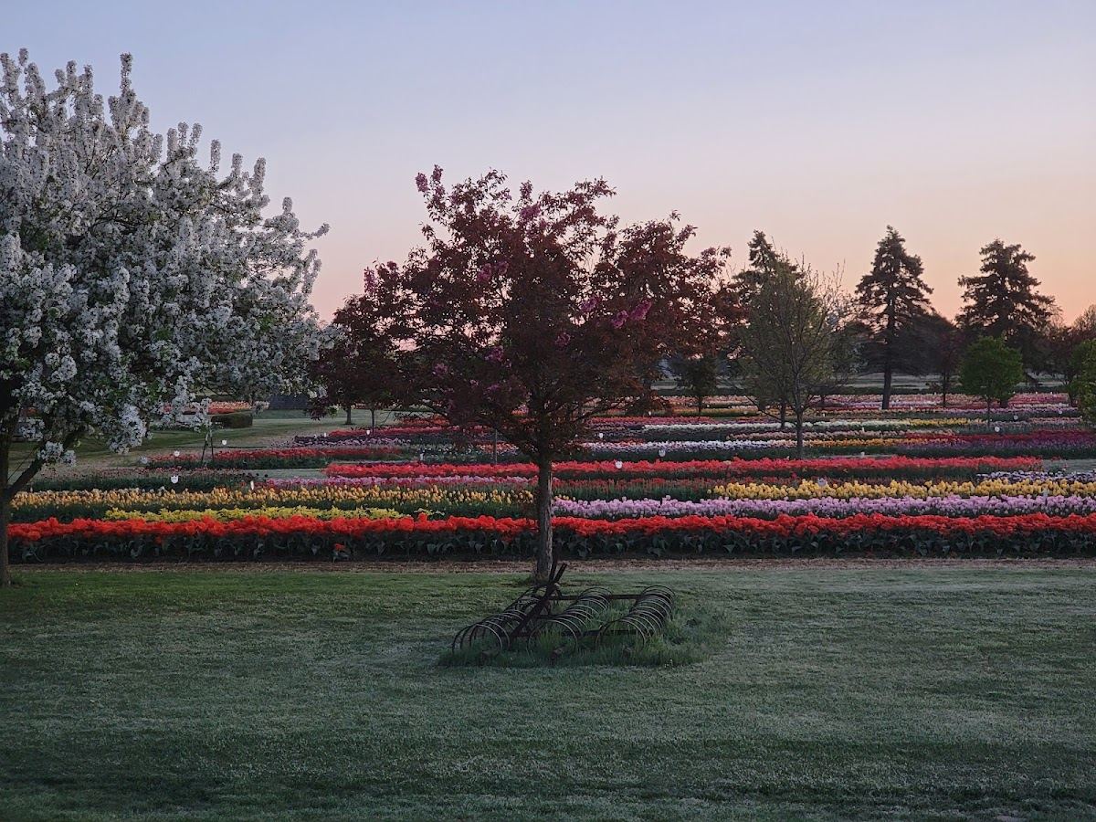 Veldheer Tulip Gardens