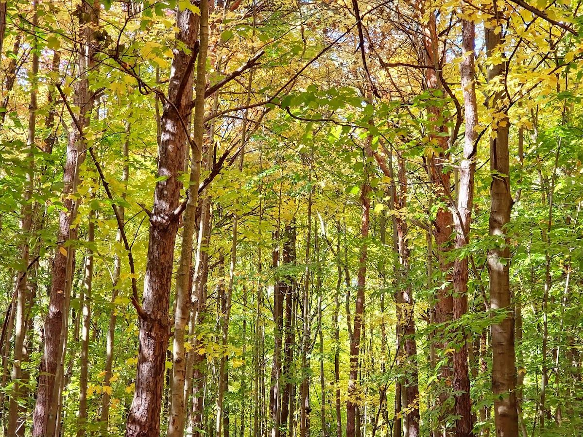 Wolters Woods Park