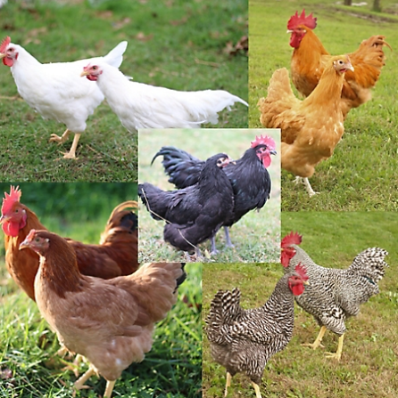 legacy Farm of Polk County