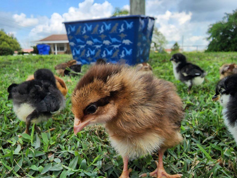 The BackYard Chicks