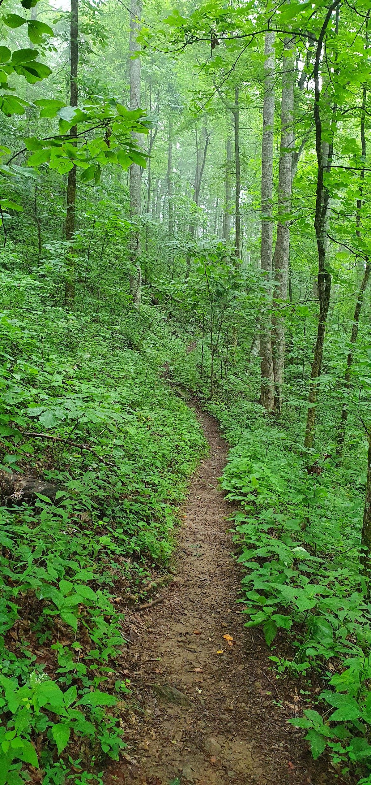 Appalachian Trail in Georgia