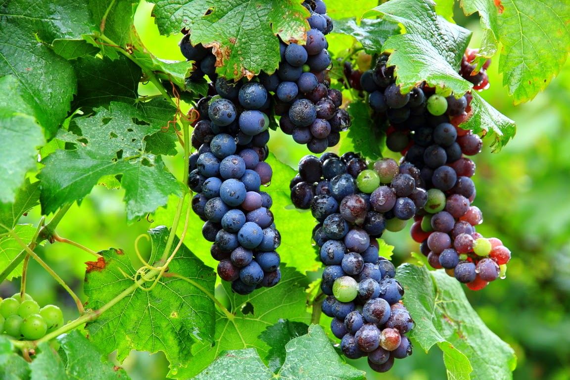 Eagle Fork Vineyards