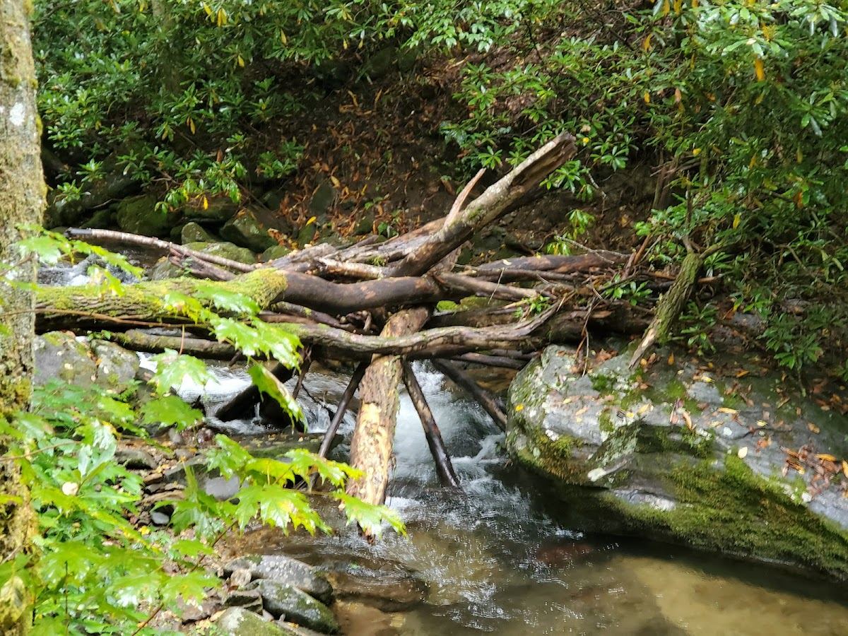 Kimsey Creek Trail