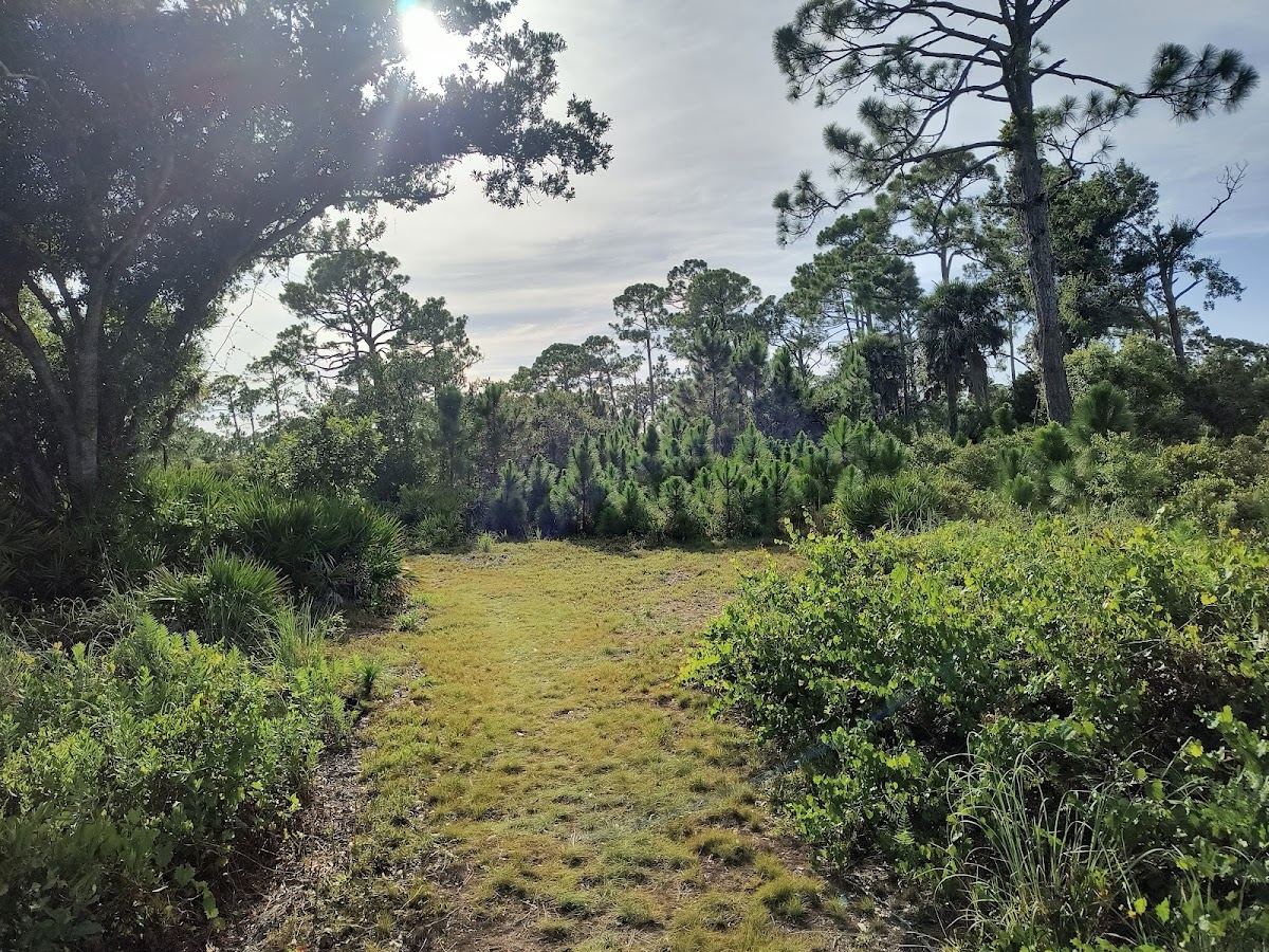 Manasota Scrub Preserve