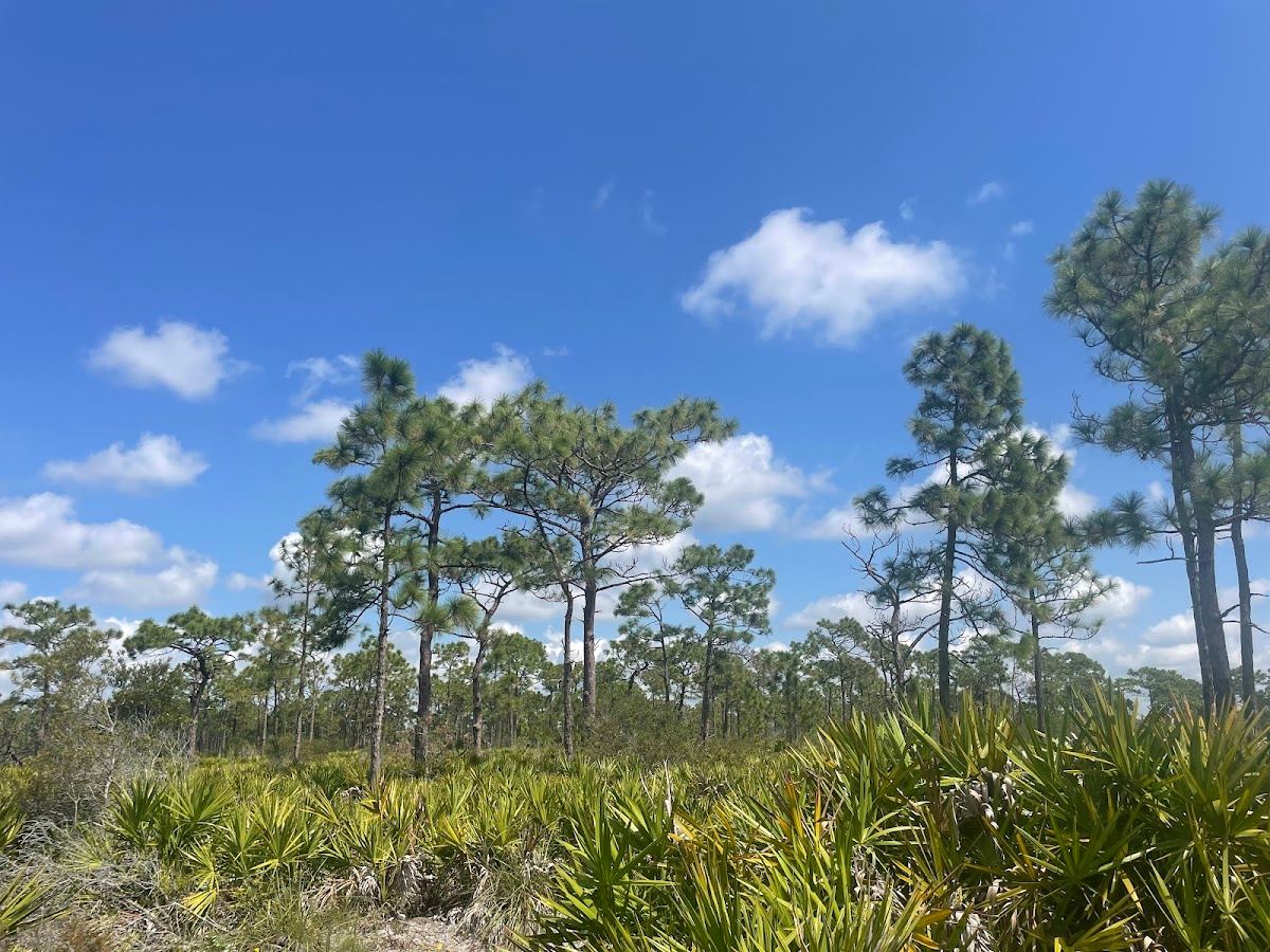 Myakka State Forest