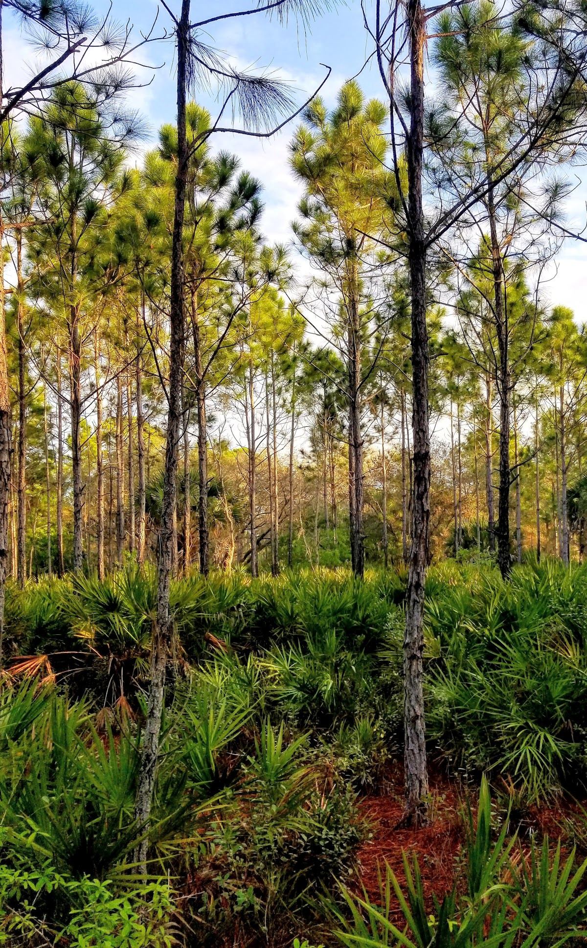 Pinelands Preserve