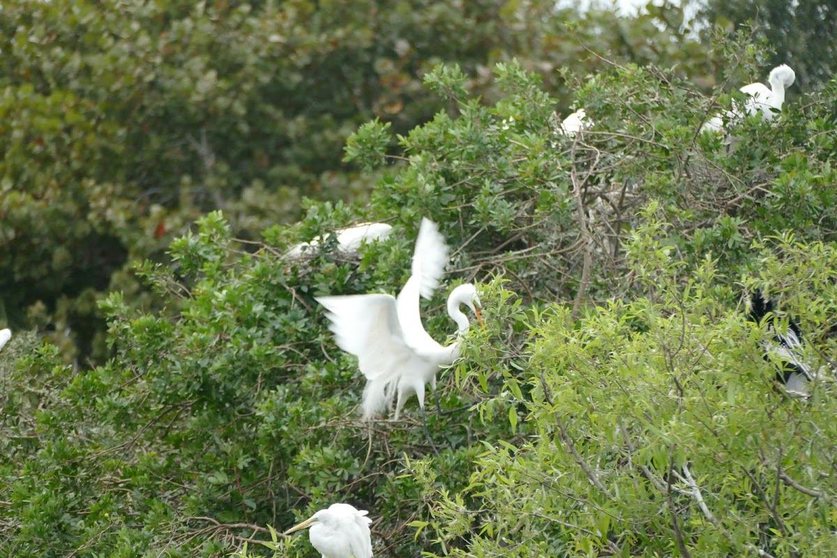 Venice Area Audubon Society