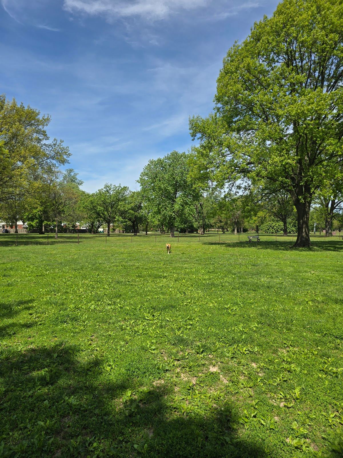 Dog Park