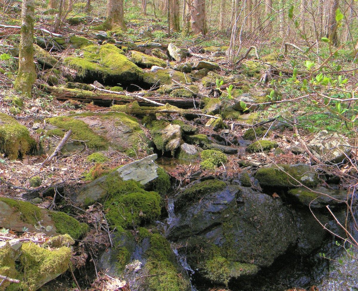 Sosebee Cove Scenic Area and Trail