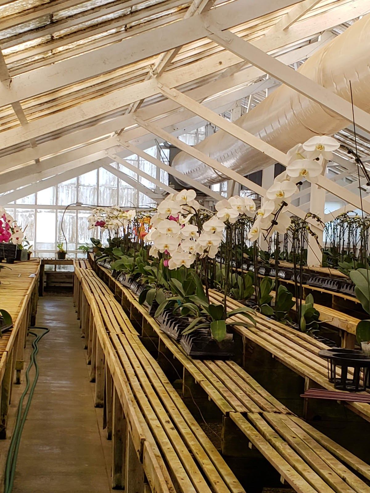 Zuma Orchids