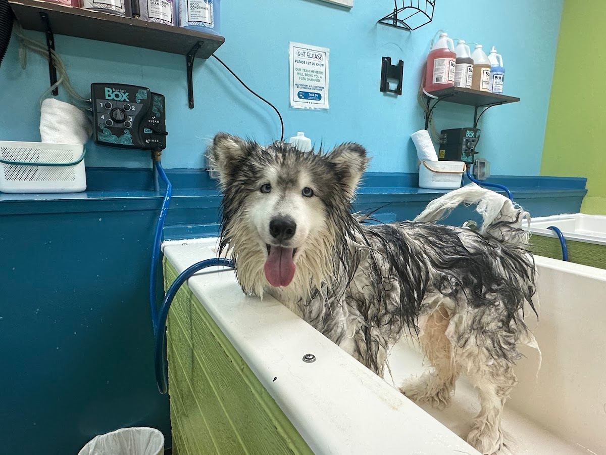 Dirty Dogs Spa
